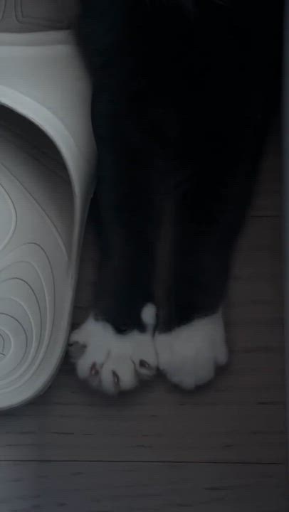 Enlarge Grady, an adoptable Domestic Short Hair in Montreal, QC video 5/6