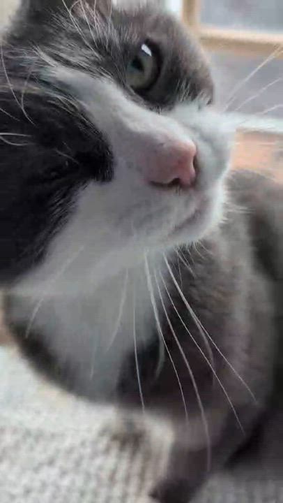 Enlarge Grady, an adoptable Domestic Short Hair in Montreal, QC video 3/6