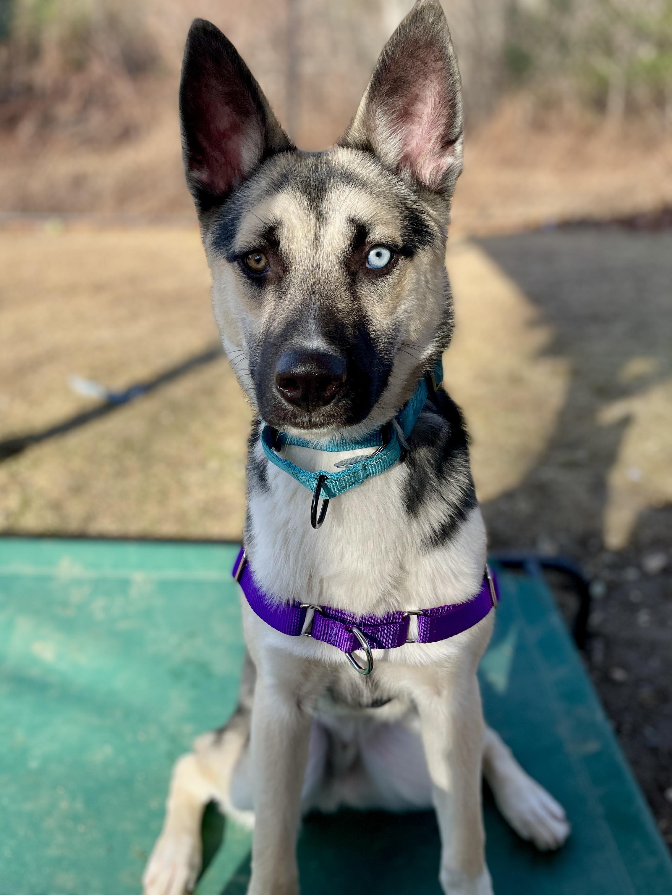 Kai, Adoptable, Puppy Male German Shepherd Dog & Husky.
