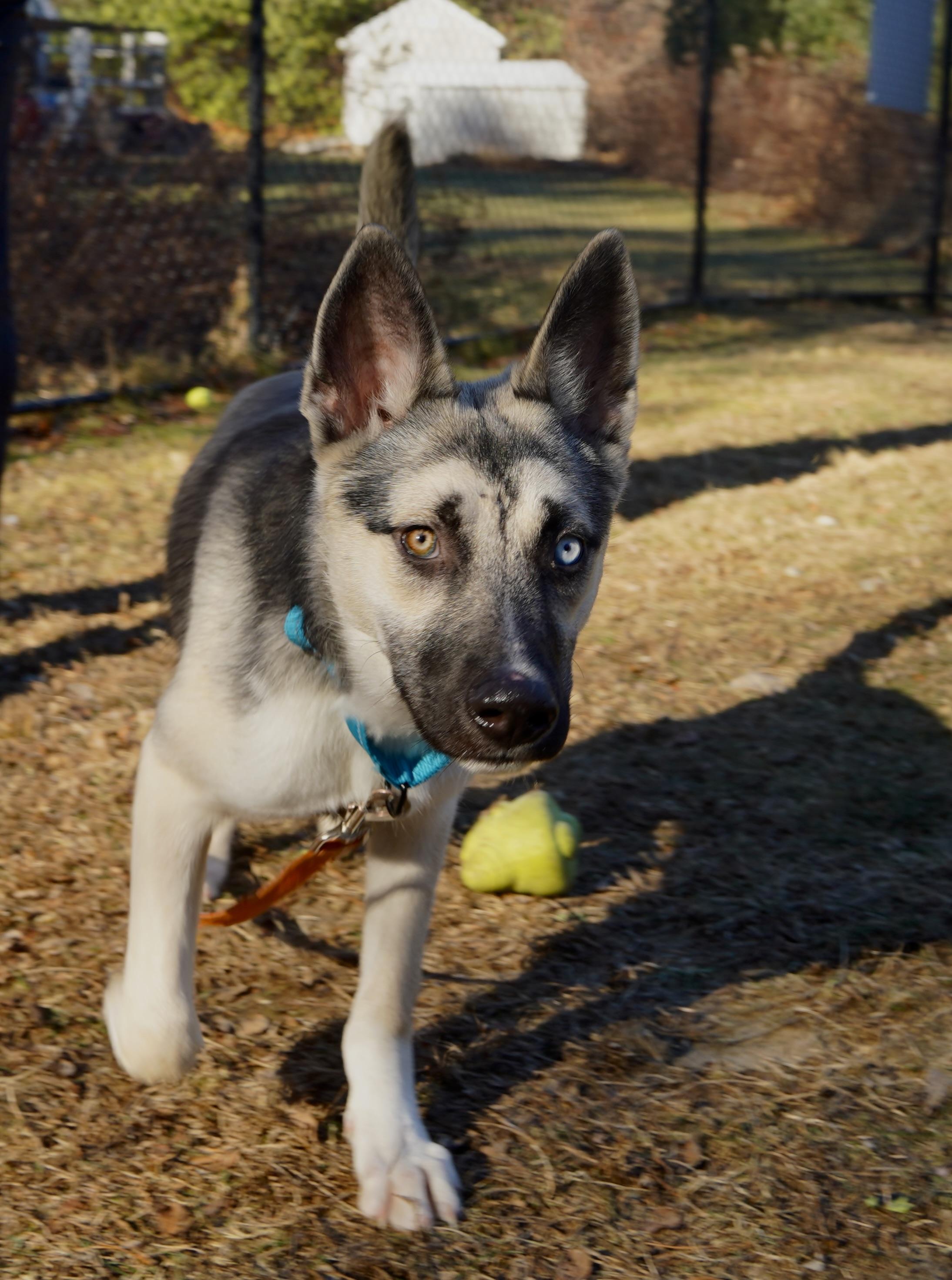 Kai, Adoptable, Puppy Male German Shepherd Dog & Husky.