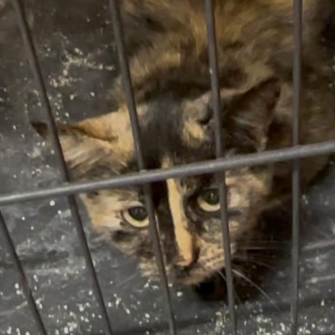 Enlarge Helen, a Adoptable Domestic Short Hair in Pleasant Hill, MO image 1/1