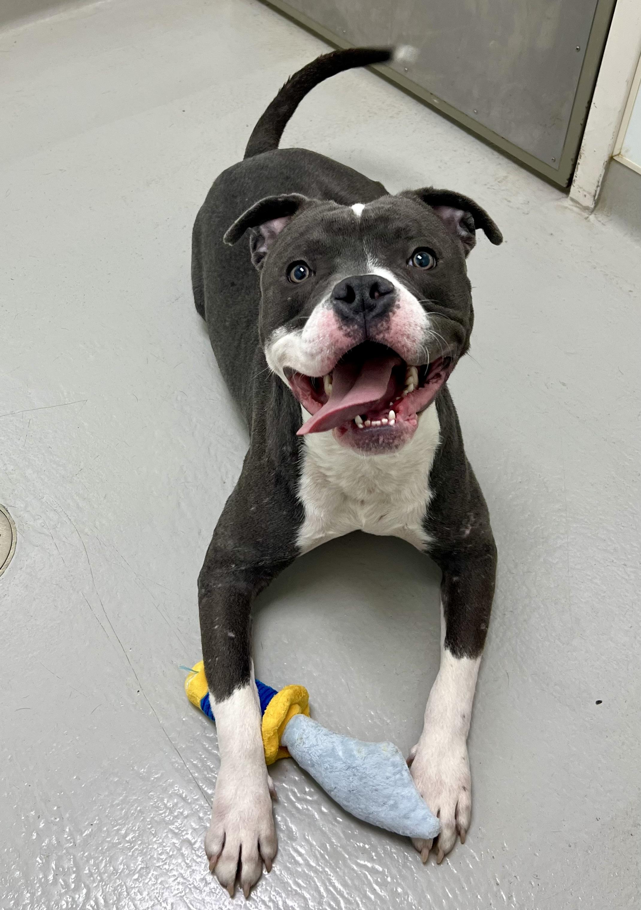 Enlarge Doug, a ADOPTABLE mixed breed in Danville, IN image 5/5