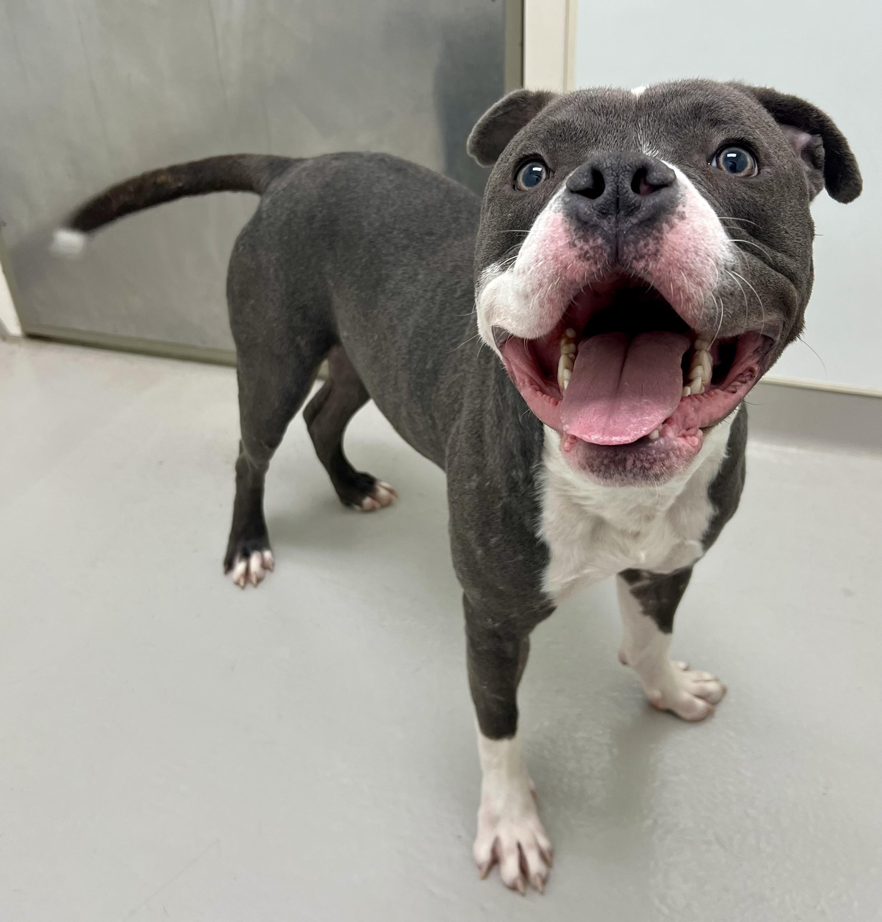 Enlarge Doug, a ADOPTABLE mixed breed in Danville, IN image 2/5