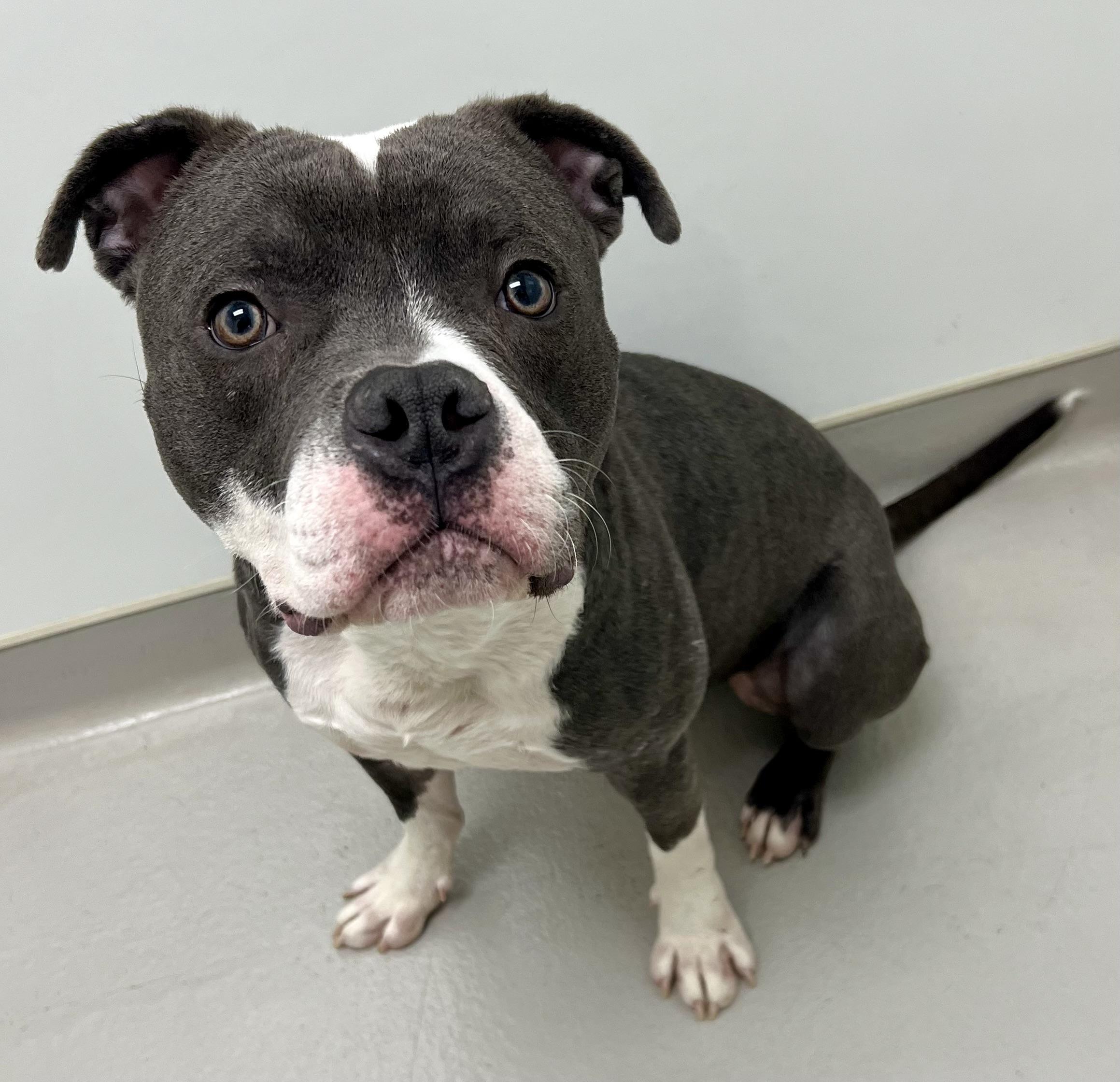 Enlarge Doug, a ADOPTABLE mixed breed in Danville, IN image 4/5