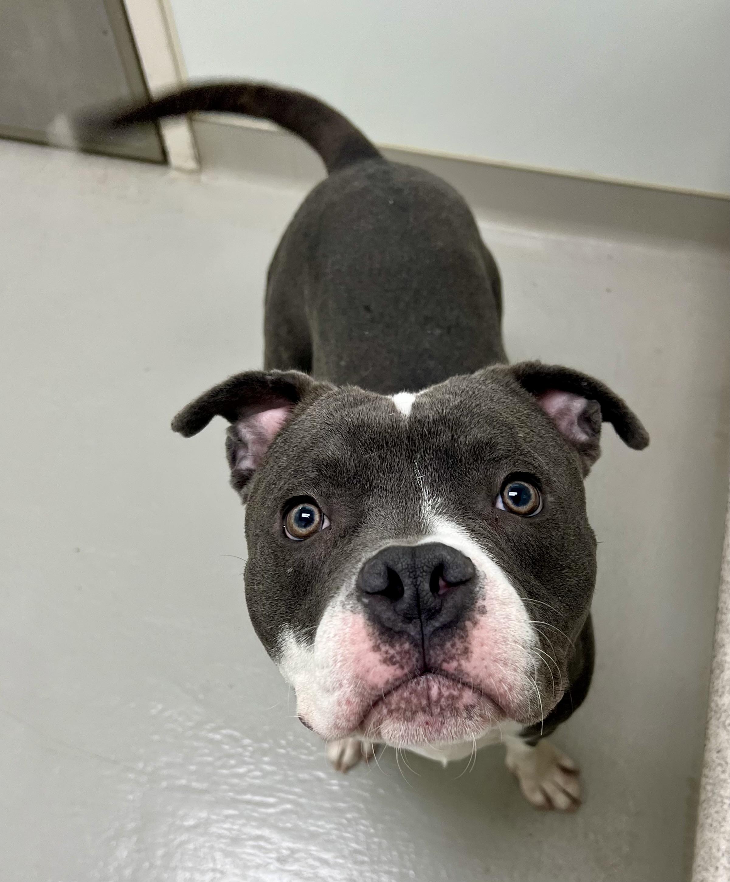 Enlarge Doug, a ADOPTABLE mixed breed in Danville, IN image 3/5