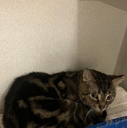 Enlarge Peeta, a Adoptable mixed breed in Quakertown, PA image 2/2