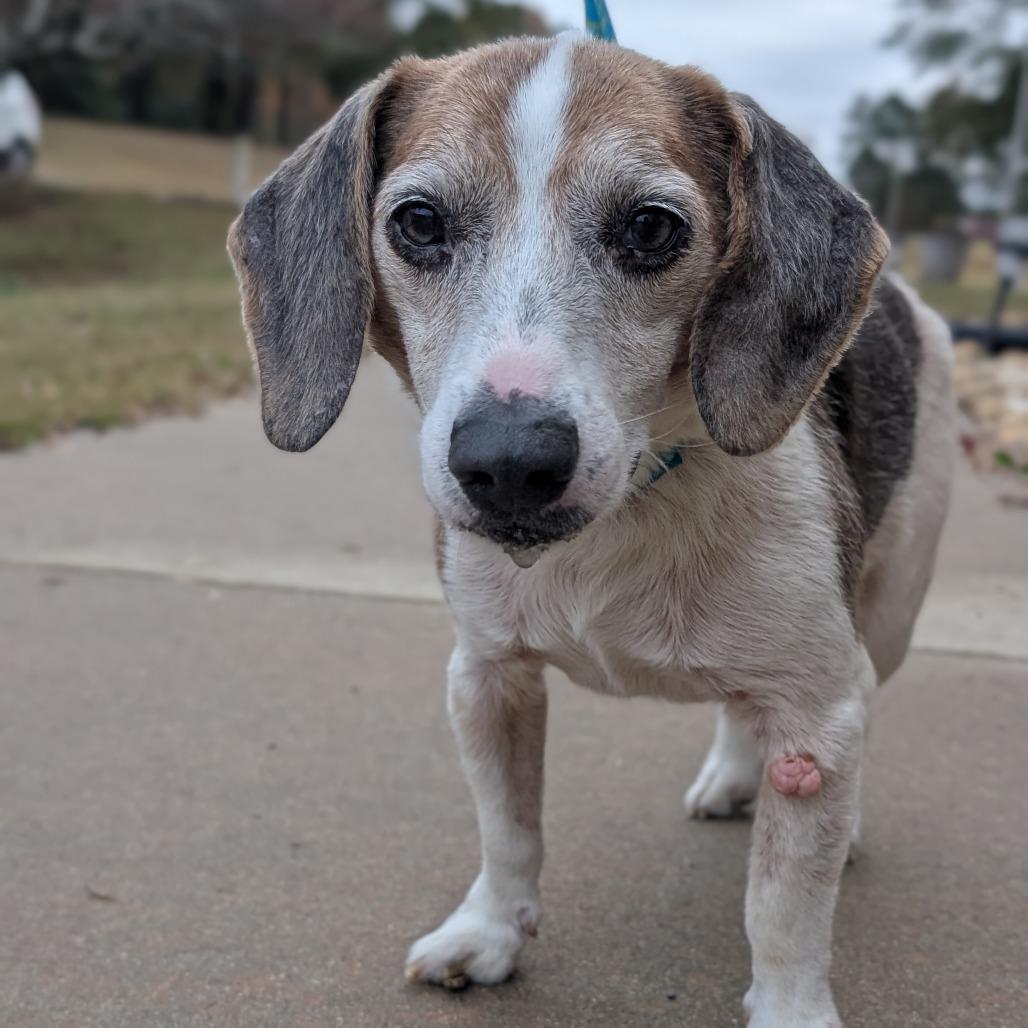 Enlarge Eddie(HW+) 11-0708, a Adoptable Beagle in Tyrone, GA image 1/4