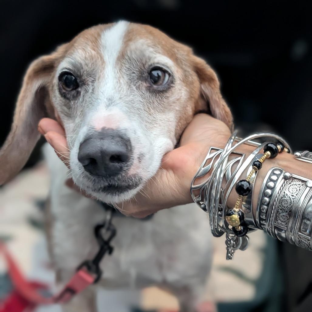 Enlarge Eddie(HW+) 11-0708, a Adoptable Beagle in Tyrone, GA image 3/4