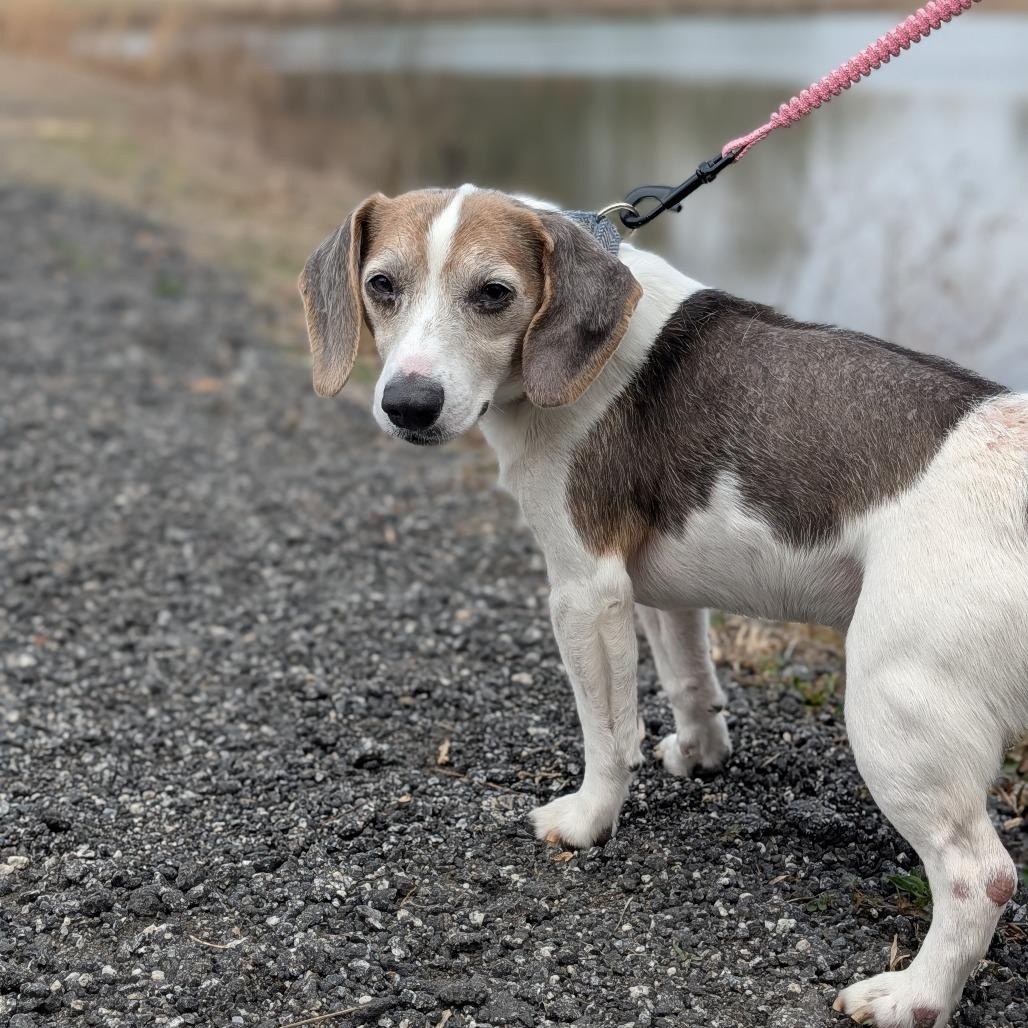 Eddie(HW+) 11-0708, a Adoptable Beagle in Tyrone, GA image 5/6
