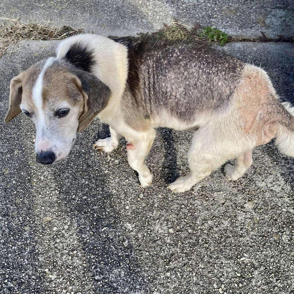 Enlarge Eddie(HW+) 11-0708, a Adoptable Beagle in Tyrone, GA image 4/4