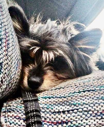 Little Bear, a ADOPTABLE mixed breed in Cascadia, OR image 3/6