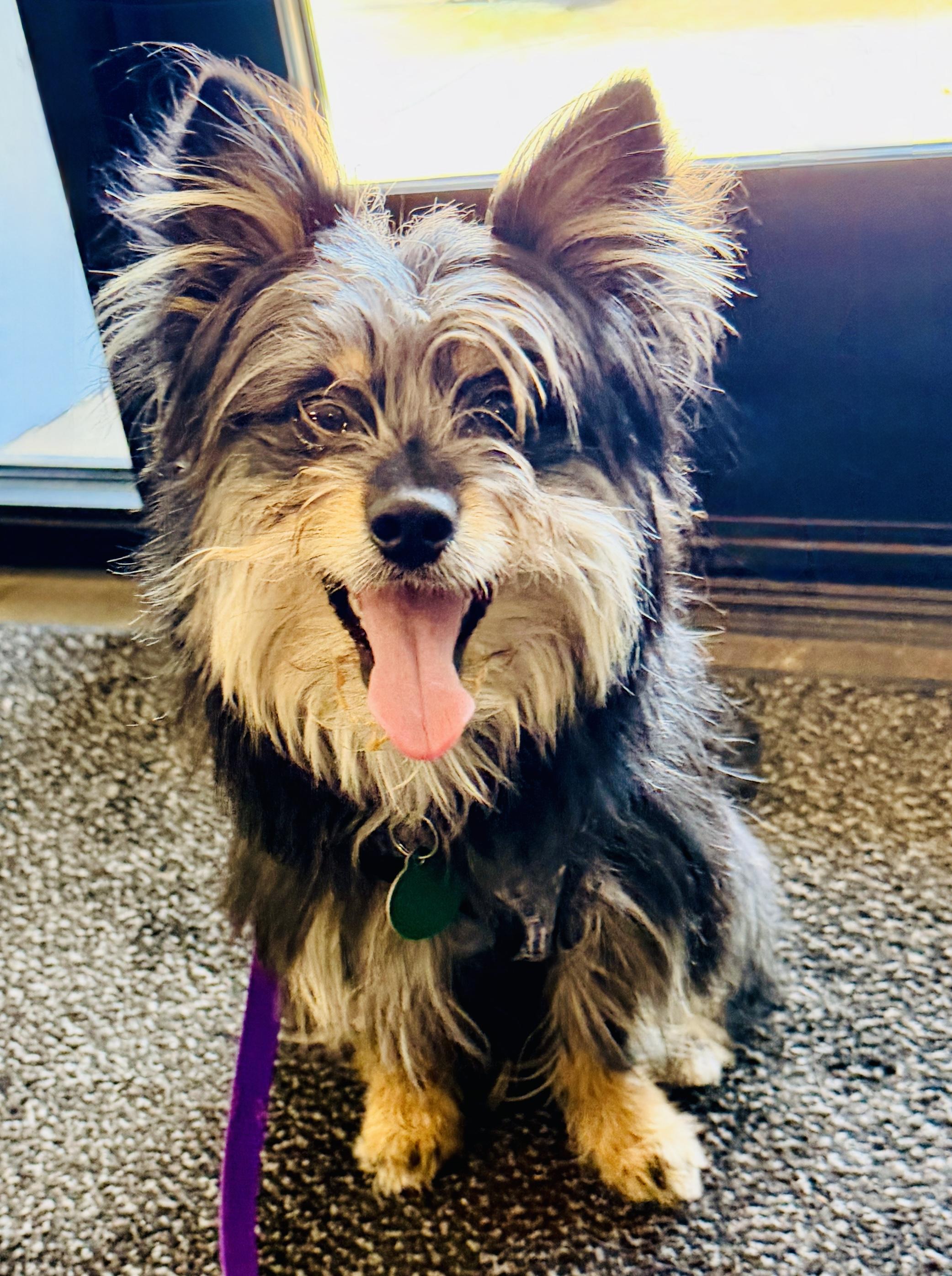 Little Bear, a ADOPTABLE mixed breed in Cascadia, OR image 2/6