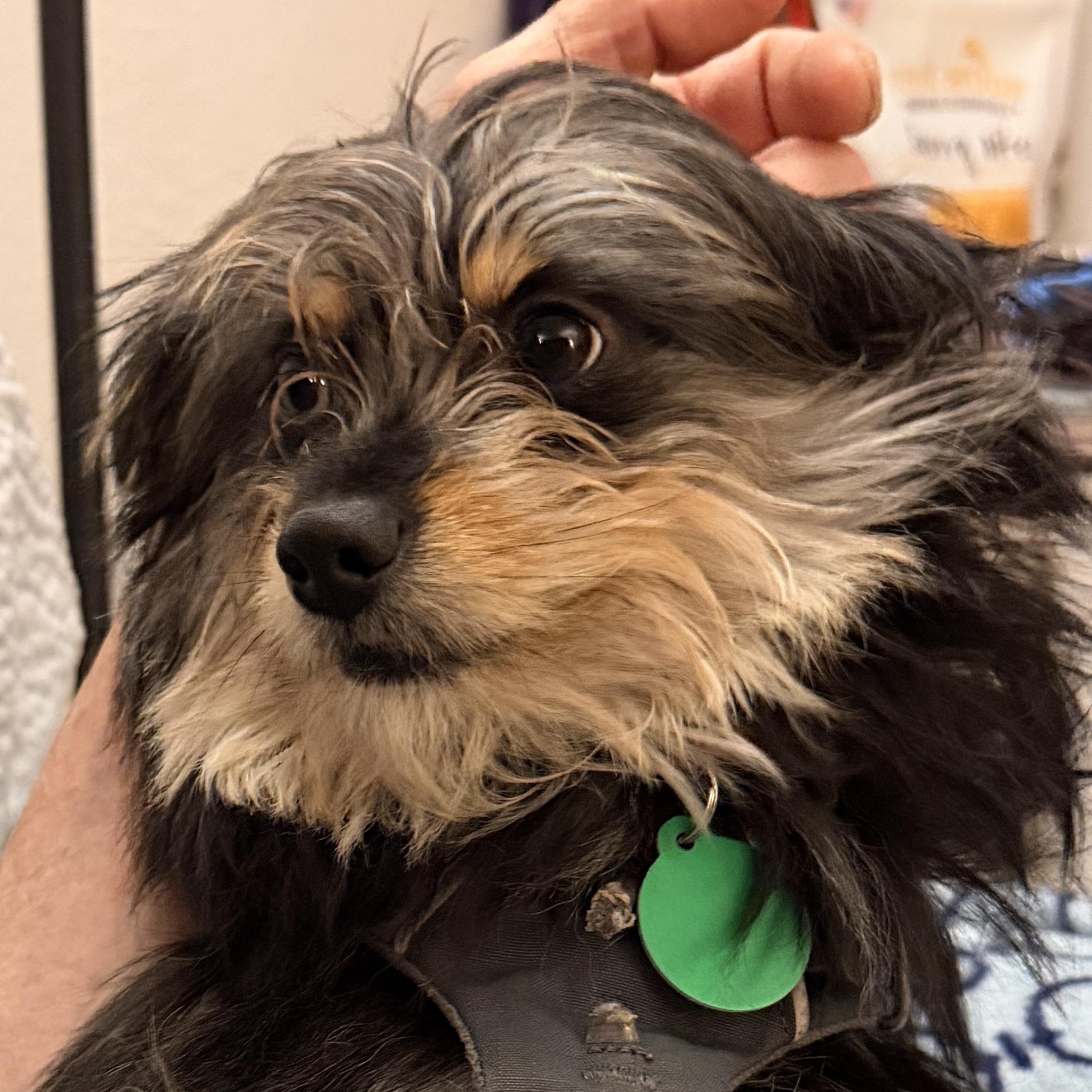 Enlarge Little Bear, an adopted mixed breed in Cascadia, OR image 1/6