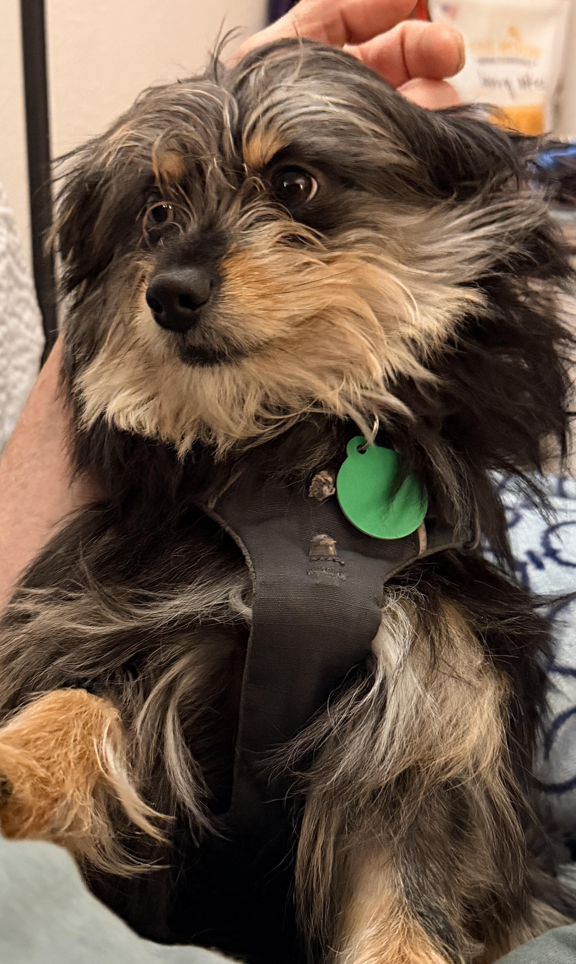 Little Bear, a ADOPTABLE mixed breed in Cascadia, OR image 1/6