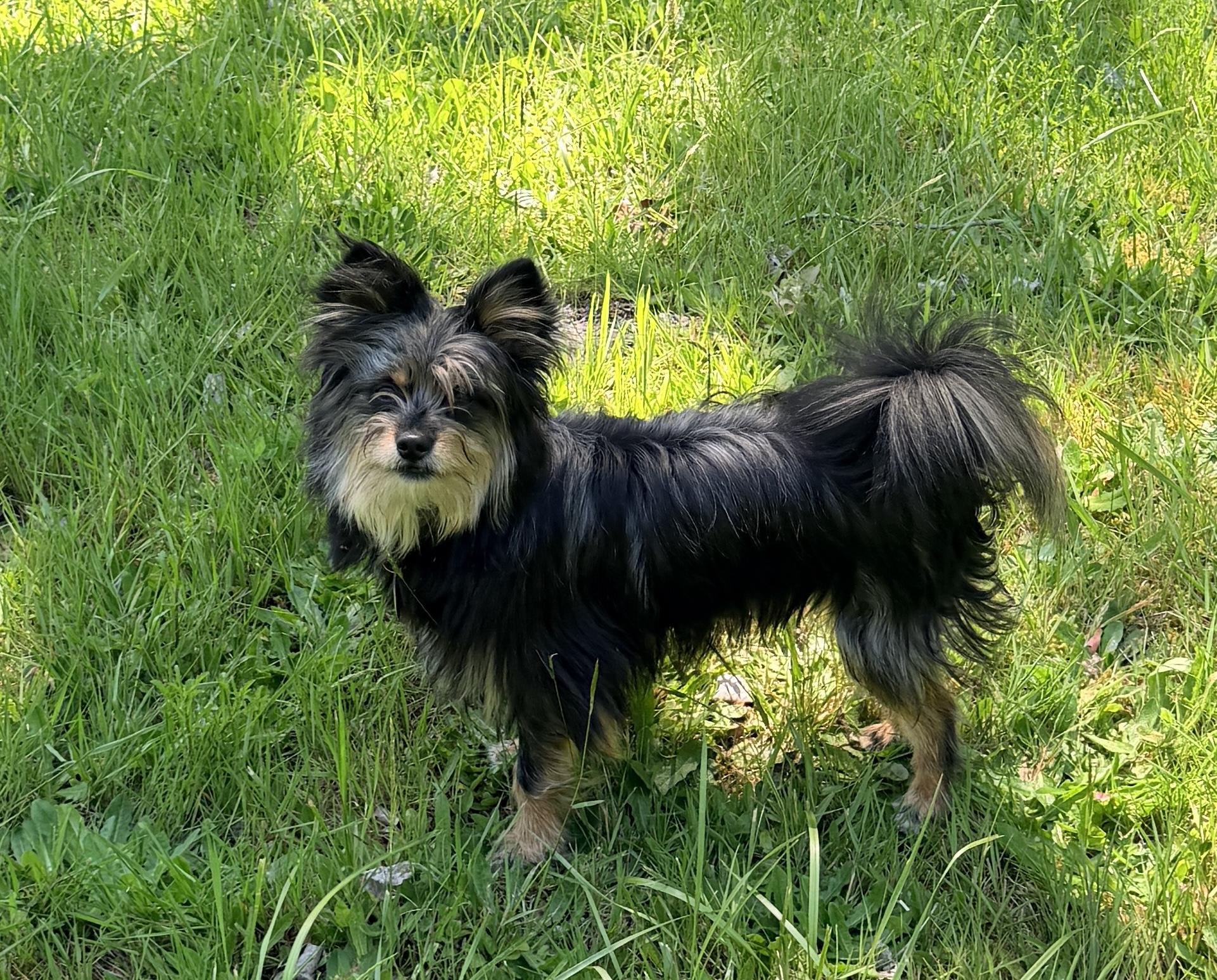 Little Bear, a ADOPTABLE mixed breed in Cascadia, OR image 4/6