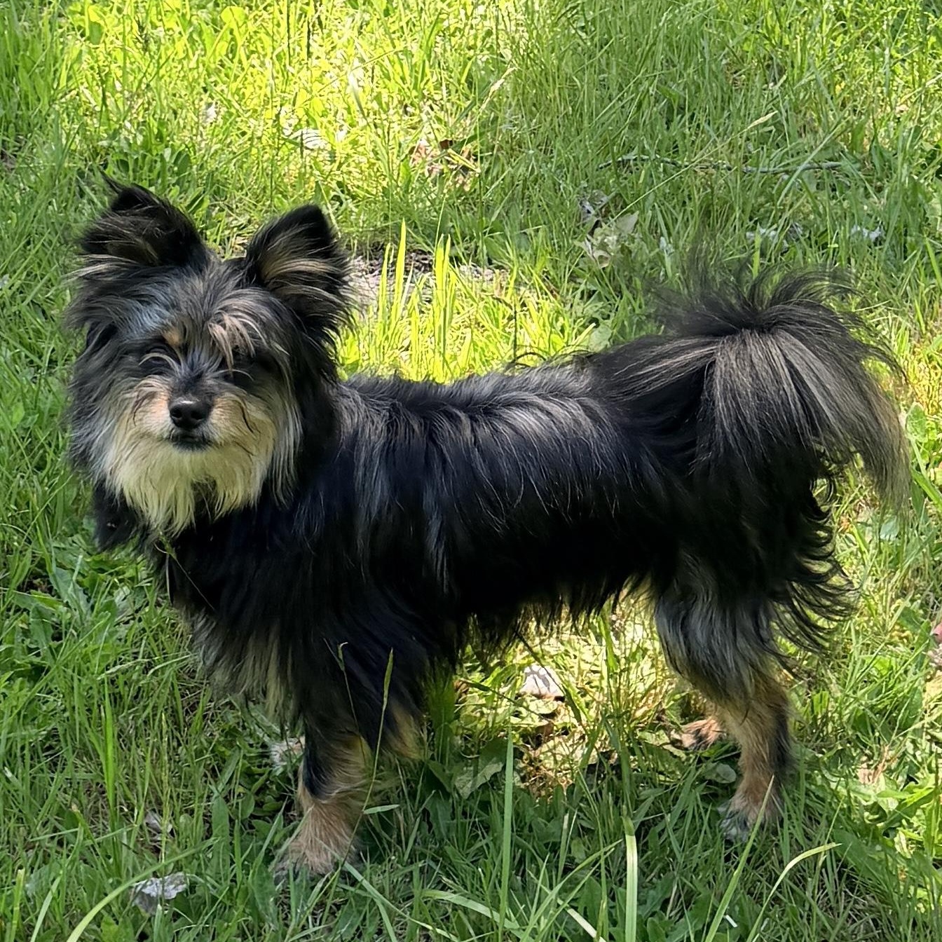 Enlarge Little Bear, an adopted mixed breed in Cascadia, OR image 4/6