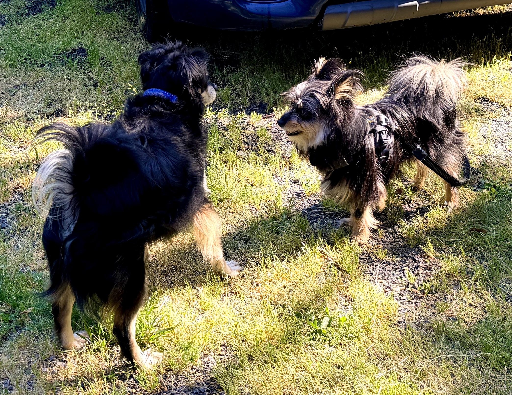Little Bear, a ADOPTABLE mixed breed in Cascadia, OR image 6/6