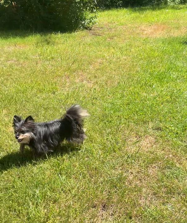 Enlarge Little Bear, a ADOPTABLE mixed breed in Cascadia, OR video 5/6