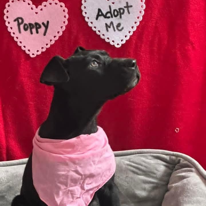 Poppy, a ADOPTABLE mixed breed in Kentwood, MI image 4/5