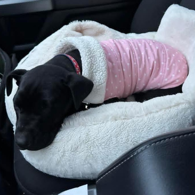 Poppy, a ADOPTABLE mixed breed in Kentwood, MI image 5/5