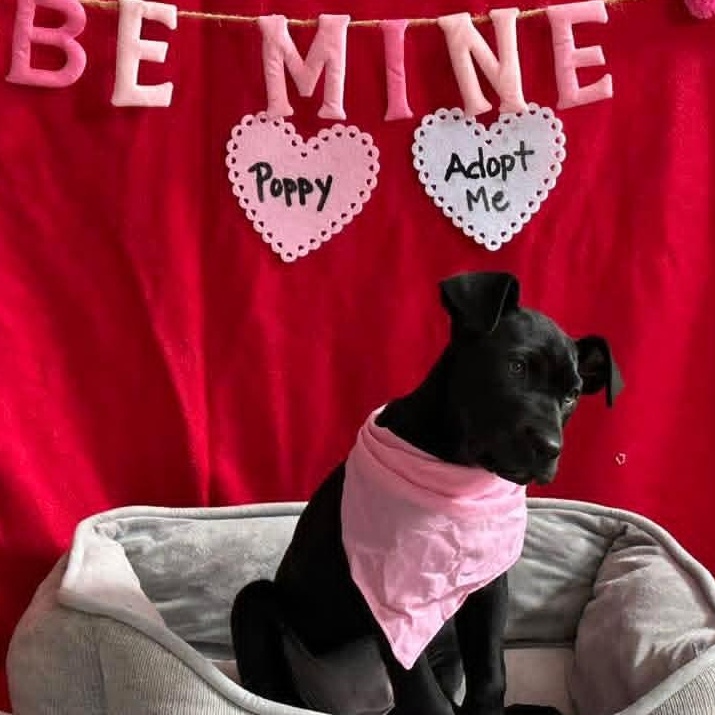 Poppy, a ADOPTABLE mixed breed in Kentwood, MI image 2/5