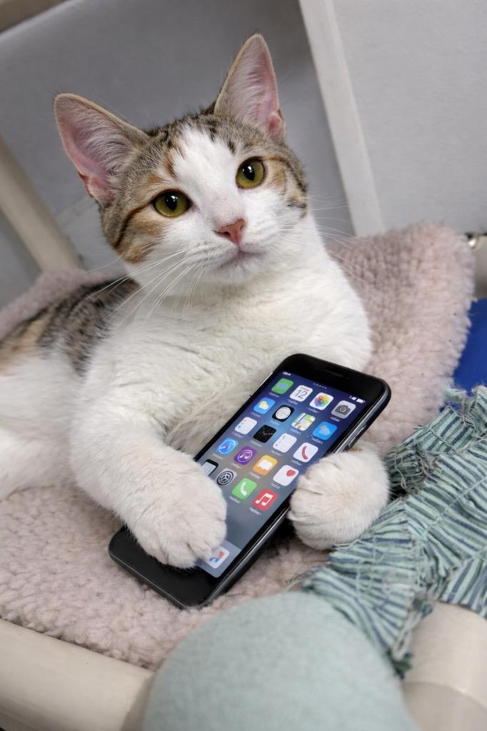 Annie, Adoptable, Young Female Domestic Short Hair.