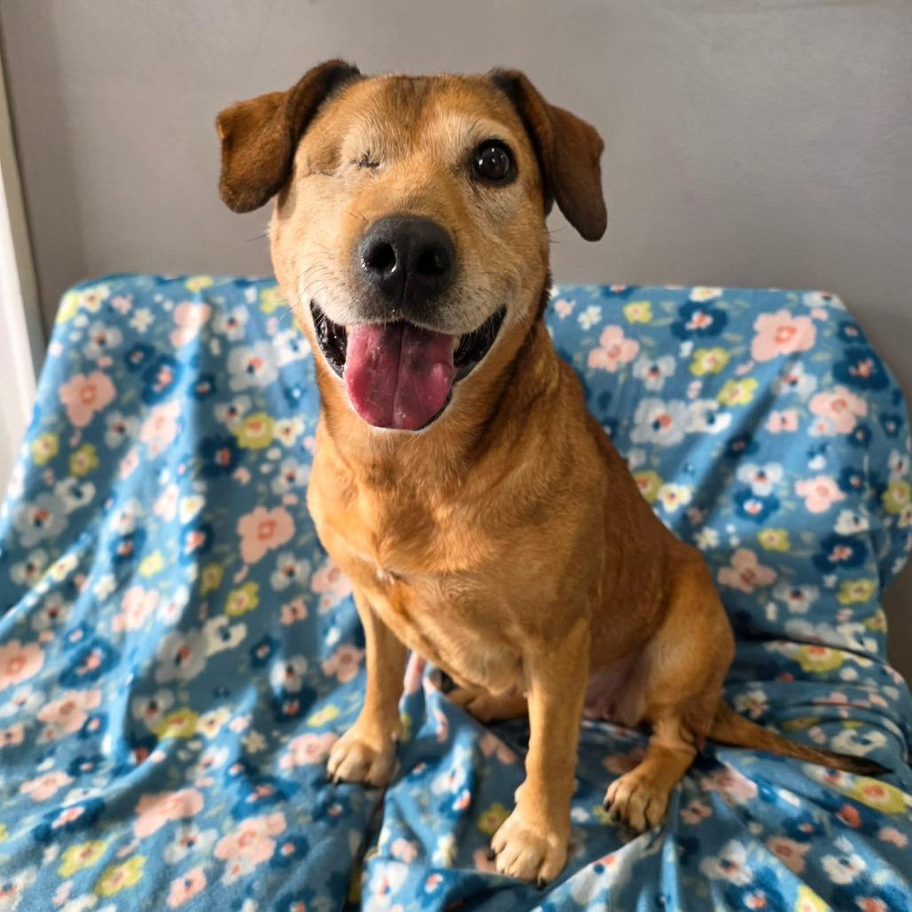 Winx, Adoptable, Adult Female Mixed Breed.