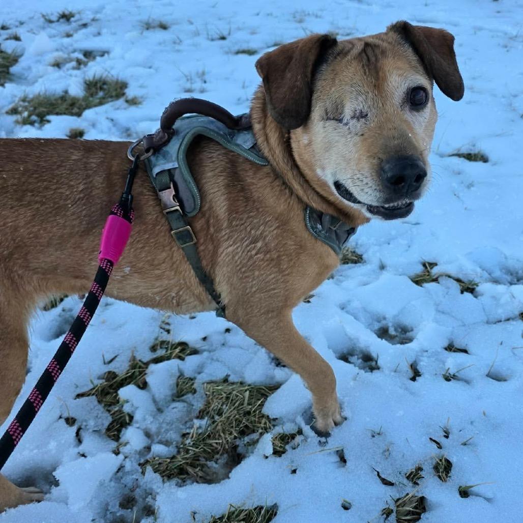 Enlarge Winx, a Adoptable Mixed Breed in Jackson, MO image 2/6