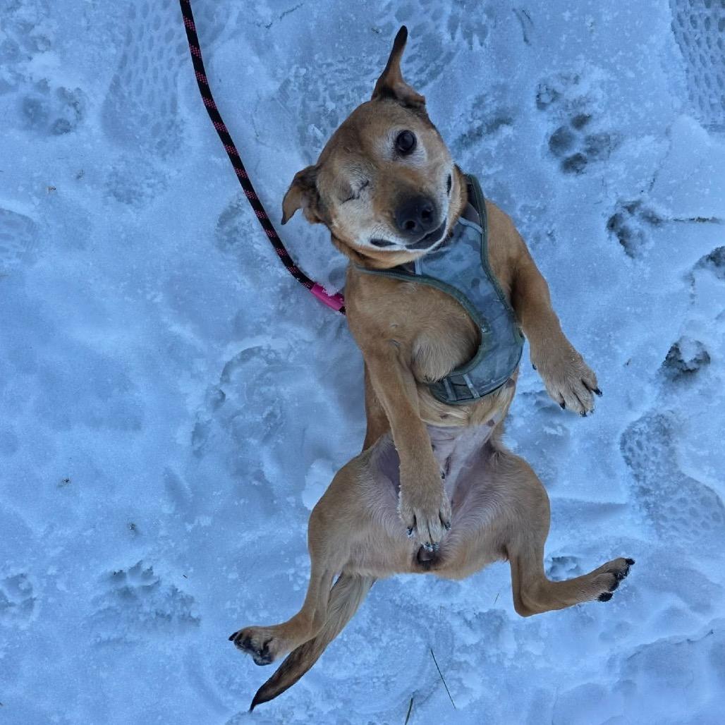 Enlarge Winx, a Adoptable Mixed Breed in Jackson, MO image 3/6