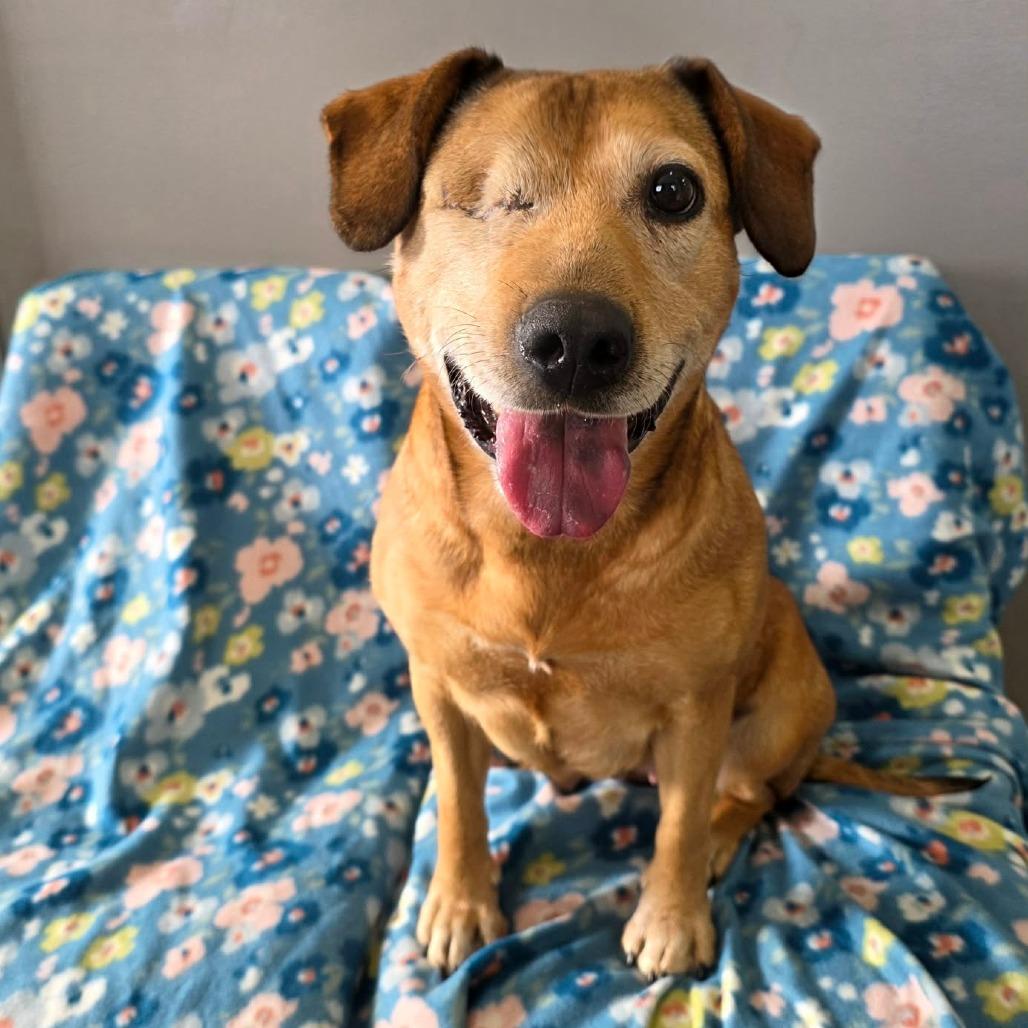 Enlarge Winx, a Adoptable Mixed Breed in Jackson, MO image 4/6
