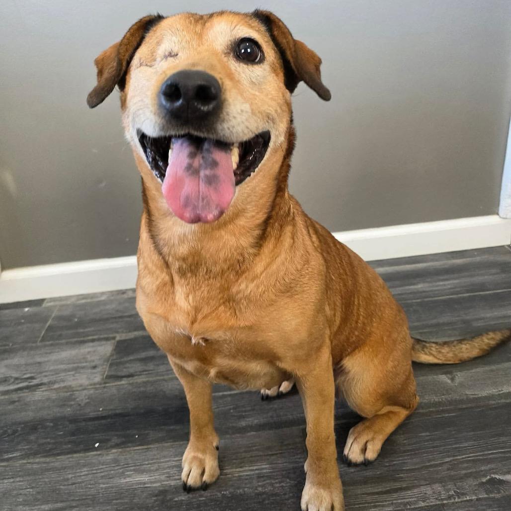Enlarge Winx, a Adoptable Mixed Breed in Jackson, MO image 5/6