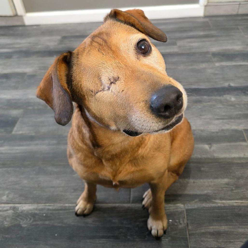 Enlarge Winx, a Adoptable Mixed Breed in Jackson, MO image 6/6