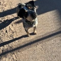 Enlarge Draco, a ADOPTABLE mixed breed in Bernalillo, NM image 2/4