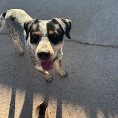 Enlarge Draco, a ADOPTABLE mixed breed in Bernalillo, NM image 4/4