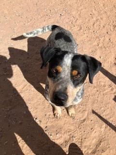 Enlarge Draco, a ADOPTABLE mixed breed in Bernalillo, NM image 2/5