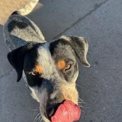 Enlarge Draco, a ADOPTABLE mixed breed in Bernalillo, NM image 1/4