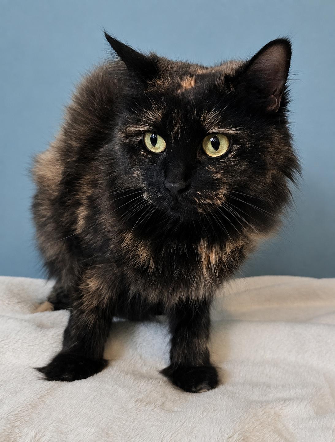 MELODY, a ADOPTABLE Tortoiseshell in Chicago Ridge, IL image 4/4