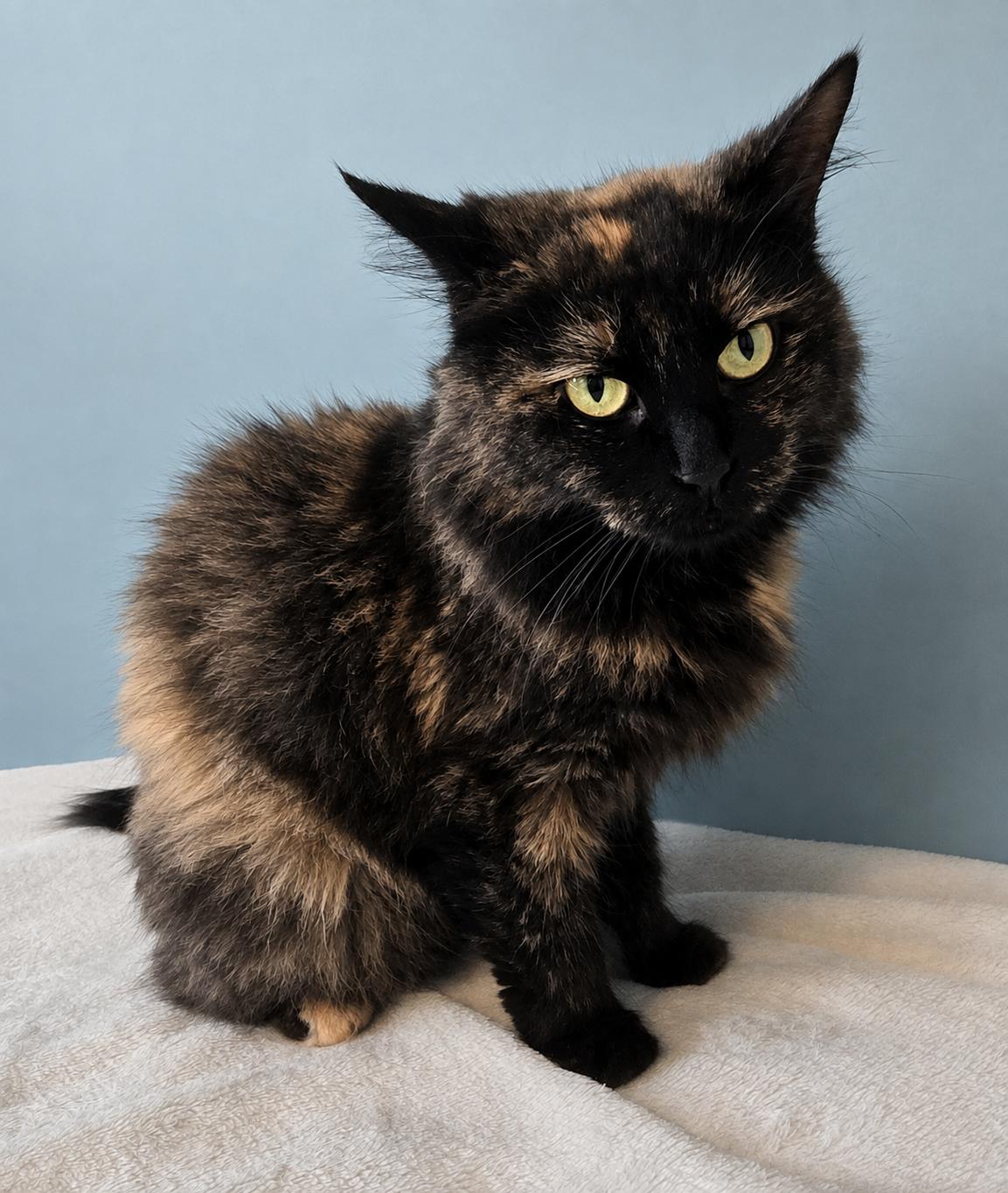 MELODY, ADOPTABLE, Adult Female Tortoiseshell.