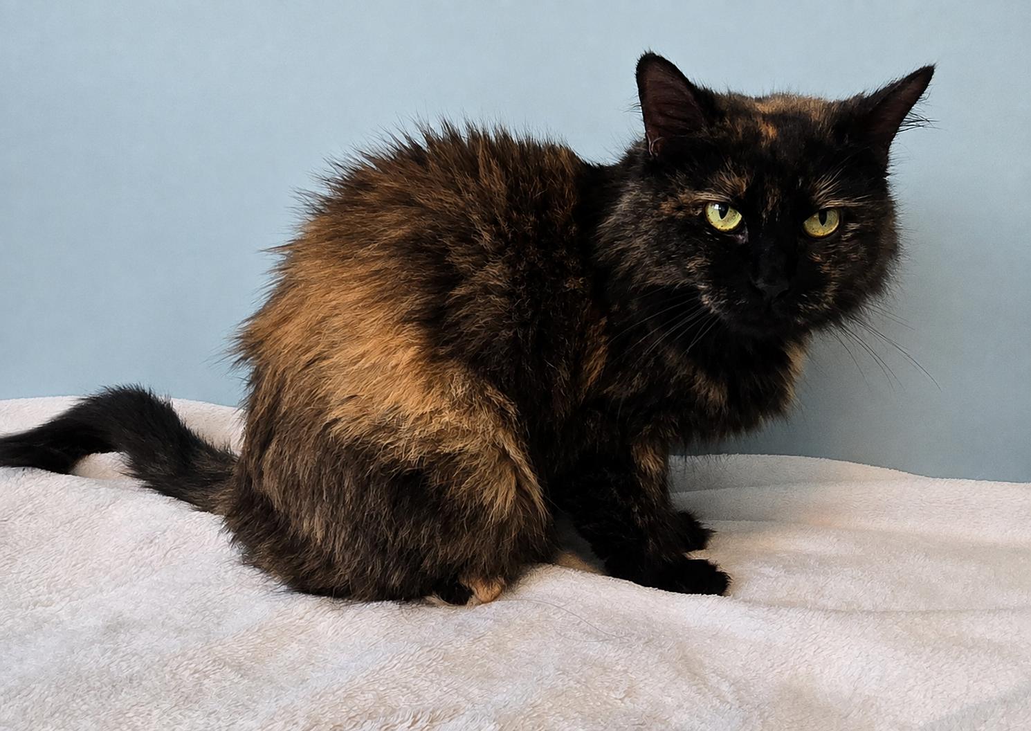MELODY, a ADOPTABLE Tortoiseshell in Chicago Ridge, IL image 2/4