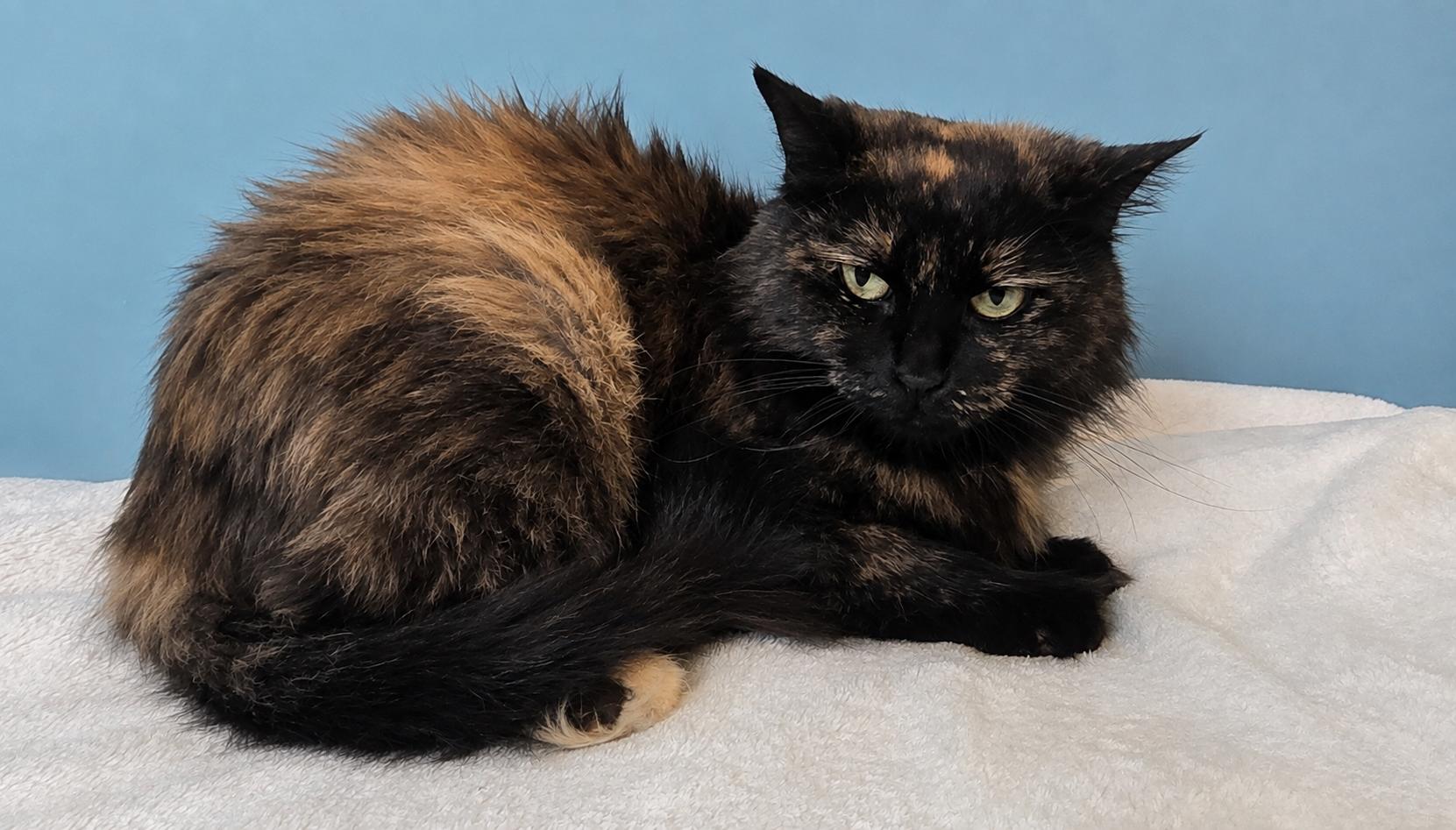 MELODY, a ADOPTABLE Tortoiseshell in Chicago Ridge, IL image 3/4