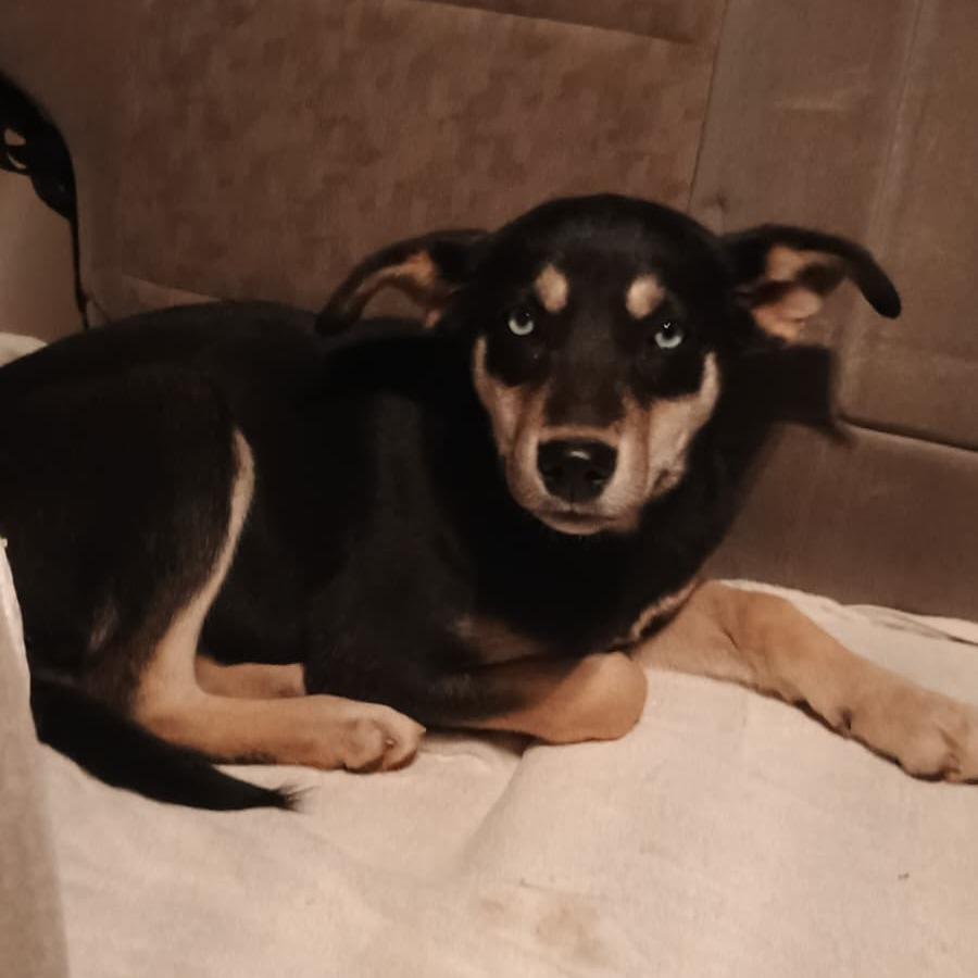 Jackie, Adoptable, Young Female Border Collie.