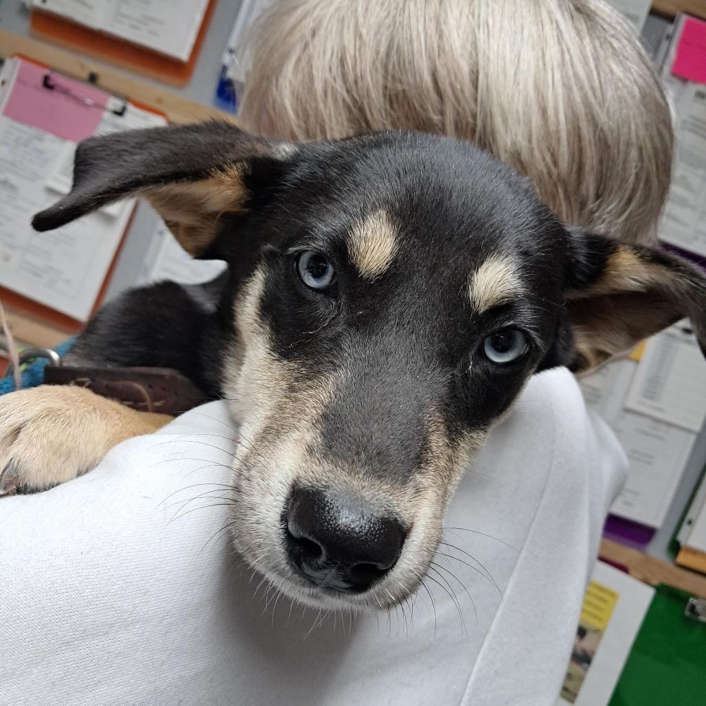 Enlarge Jackie, a Adoptable Border Collie in Mount Pleasant, TX image 2/6
