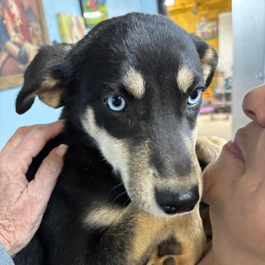 Enlarge Jackie, a Adoptable Border Collie in Mount Pleasant, TX image 3/6