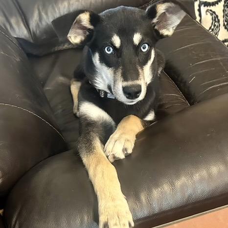 Enlarge Jackie, a Adoptable Border Collie in Mount Pleasant, TX image 4/6