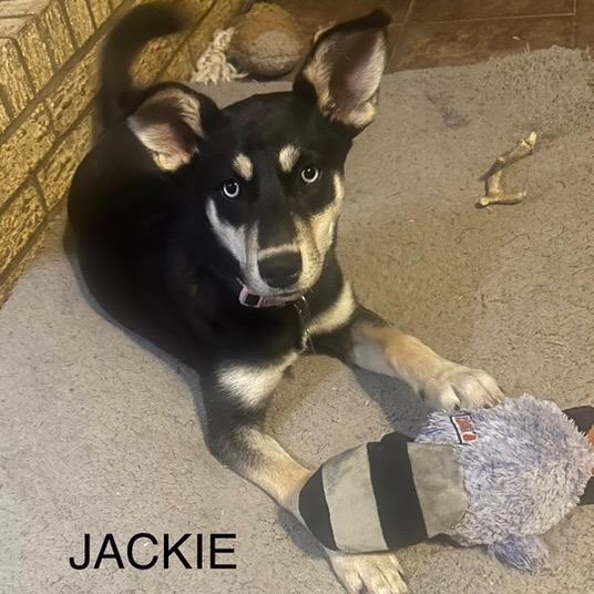 Enlarge Jackie, a Adoptable Border Collie in Mount Pleasant, TX image 5/6