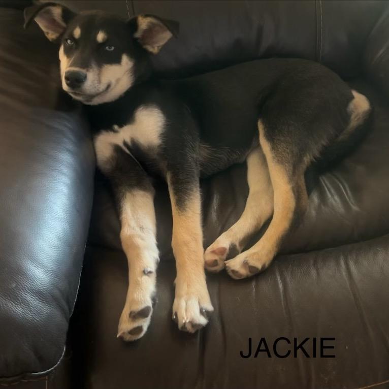 Enlarge Jackie, a Adoptable Border Collie in Mount Pleasant, TX image 6/6