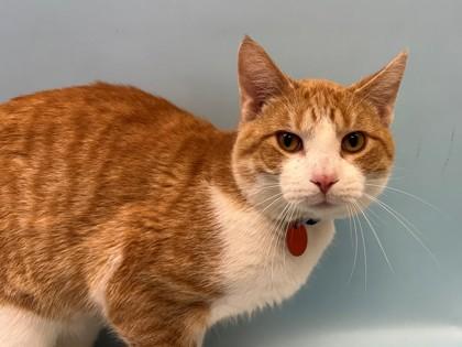 Nordy, Adoptable, Young Male Domestic Short Hair & Domestic Short Hair.
