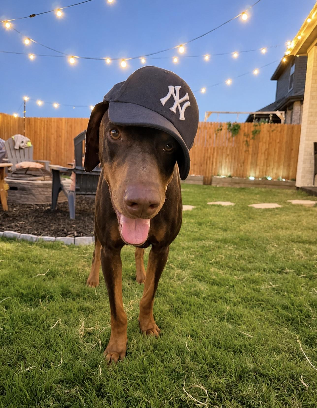 Enlarge Bronx, a Adopted Doberman Pinscher in Forney, TX image 1/4