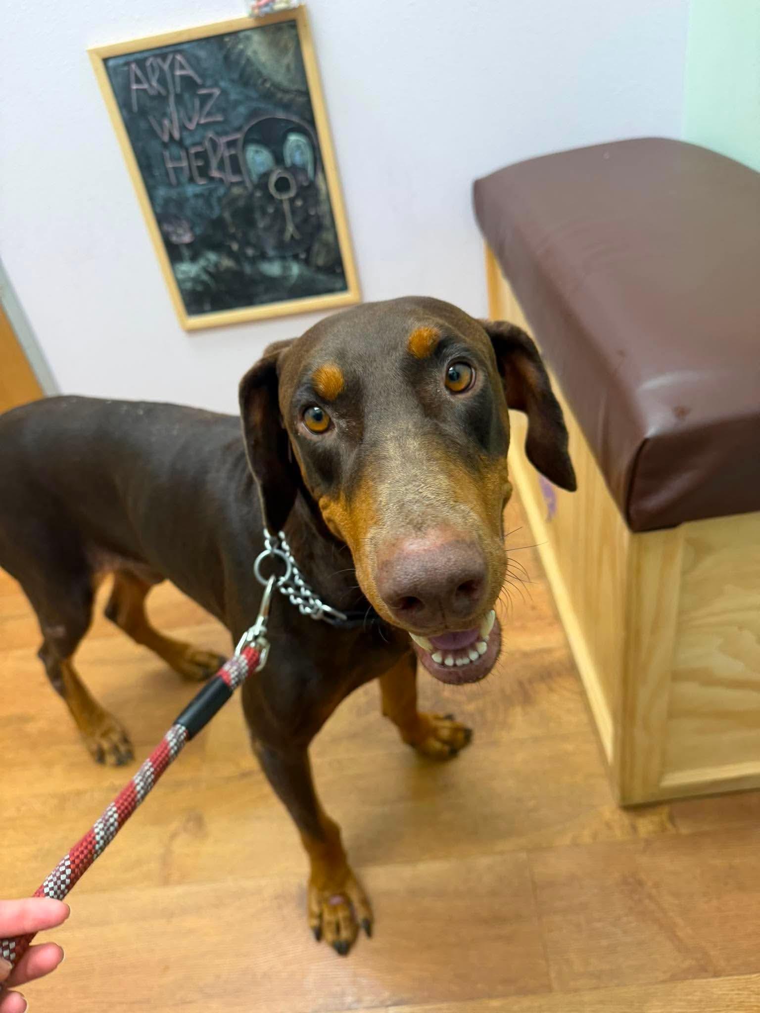Enlarge Bronx, a Adopted Doberman Pinscher in Forney, TX image 2/4