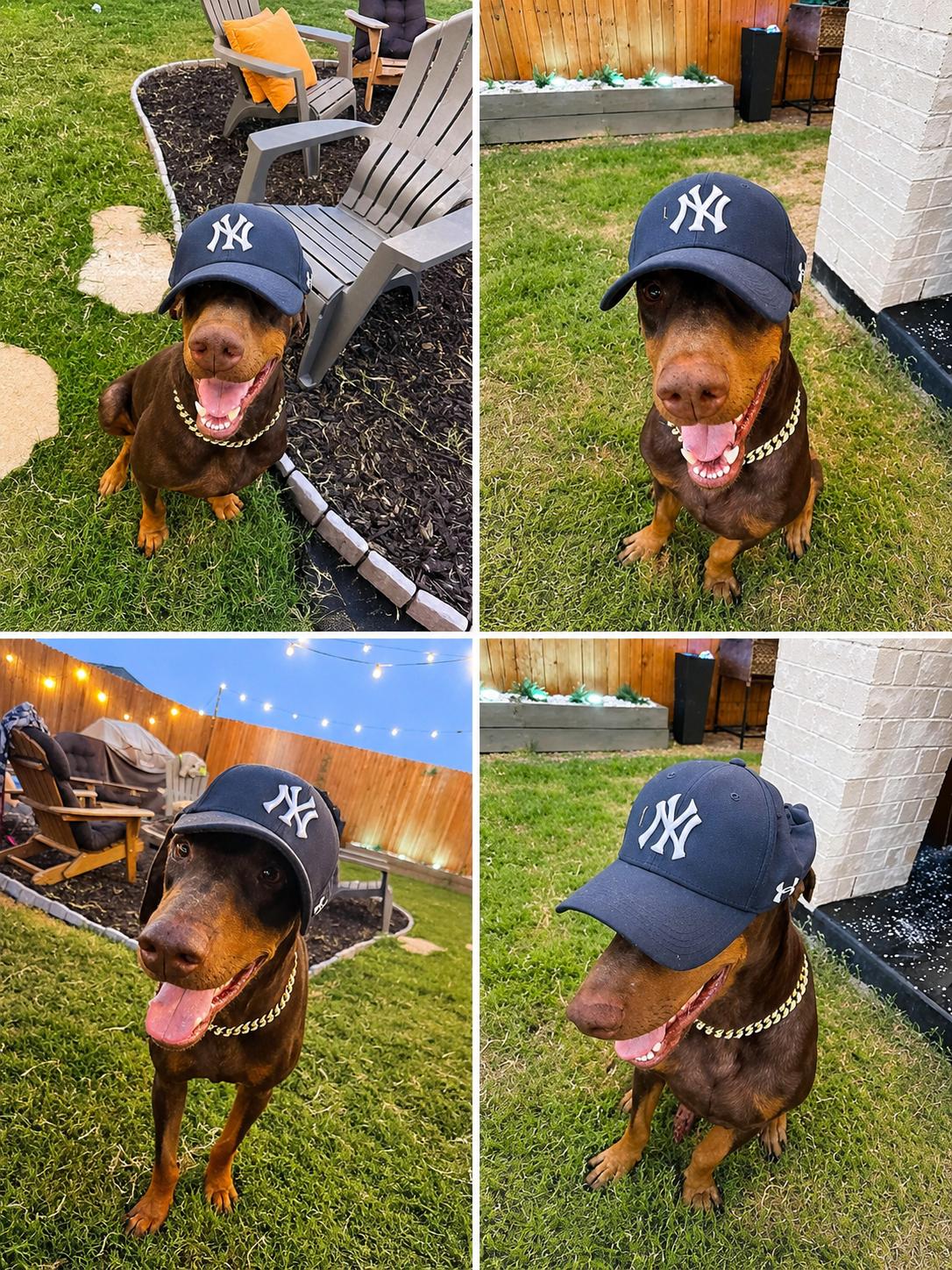 Enlarge Bronx, a Adopted Doberman Pinscher in Forney, TX image 4/4